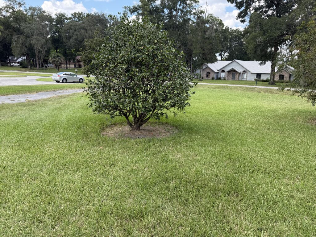 Sphere-trimmed ornamental shrub framed in an Ocala FL green front lawn