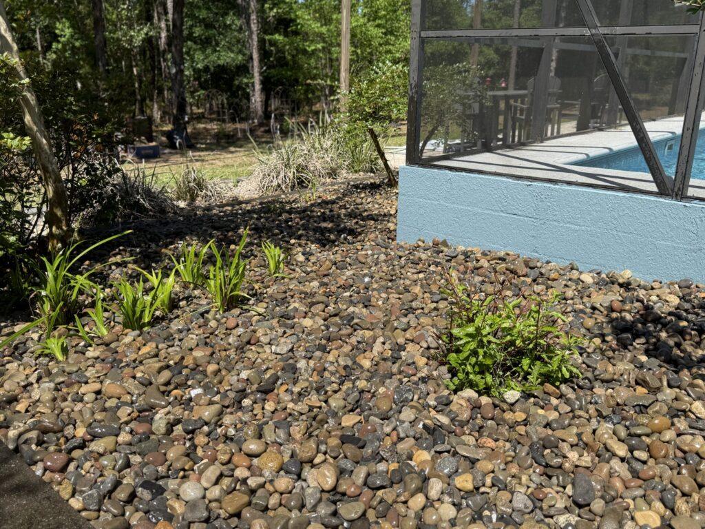 Pool-side rock bed with mixed ornamental plantings in Ocala FL
