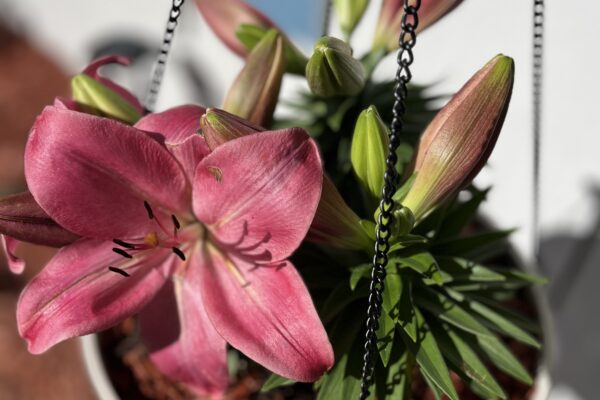 Pink and coral Asiatic lily in full bloom close-up at Ocala FL property