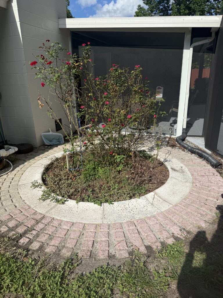 Small rose bush planted in a paver-bordered round bed in Ocala FL yard