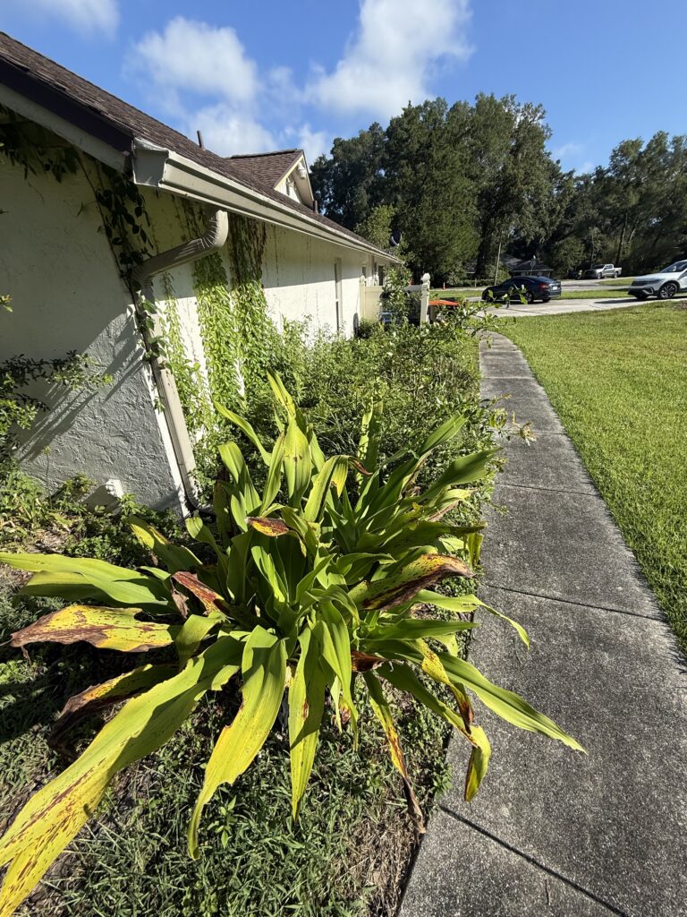 Side yard with mature ornamental grasses and green lawn in Ocala FL
