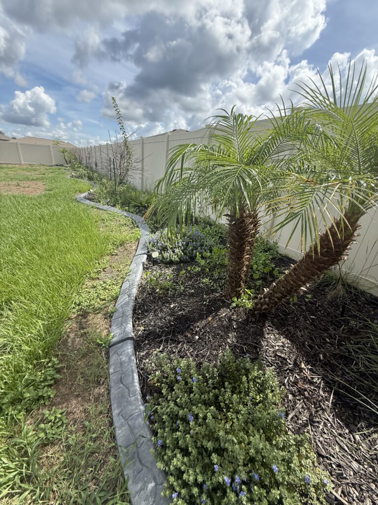 Side-yard with palm, paver edging, and fresh dark mulch install in Ocala FL