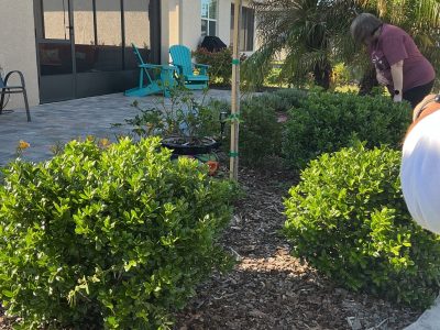 D&T crew finishing fresh mulch install on an island flower bed with red plantings in Ocala FL